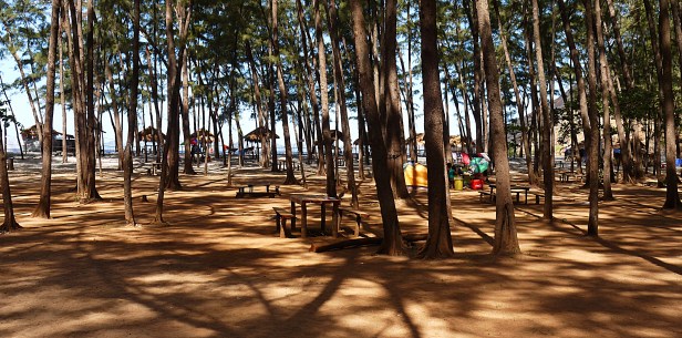 anawangin pine trees