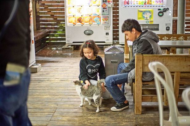 alon sof playing with cat