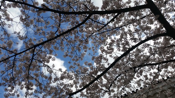sakura blooms in osaka