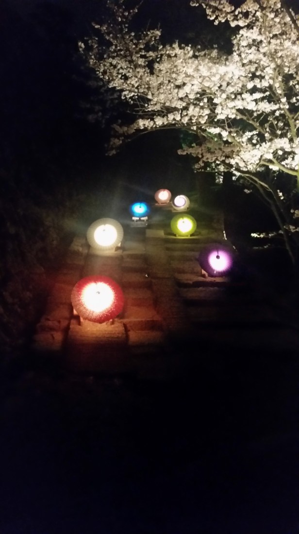 sakura night view kochi 2