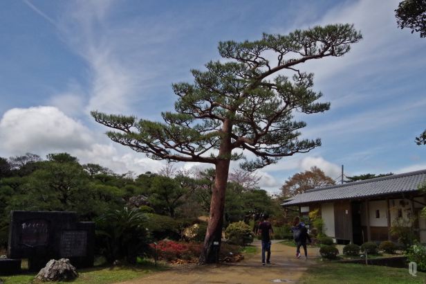 strange tree at godaisan
