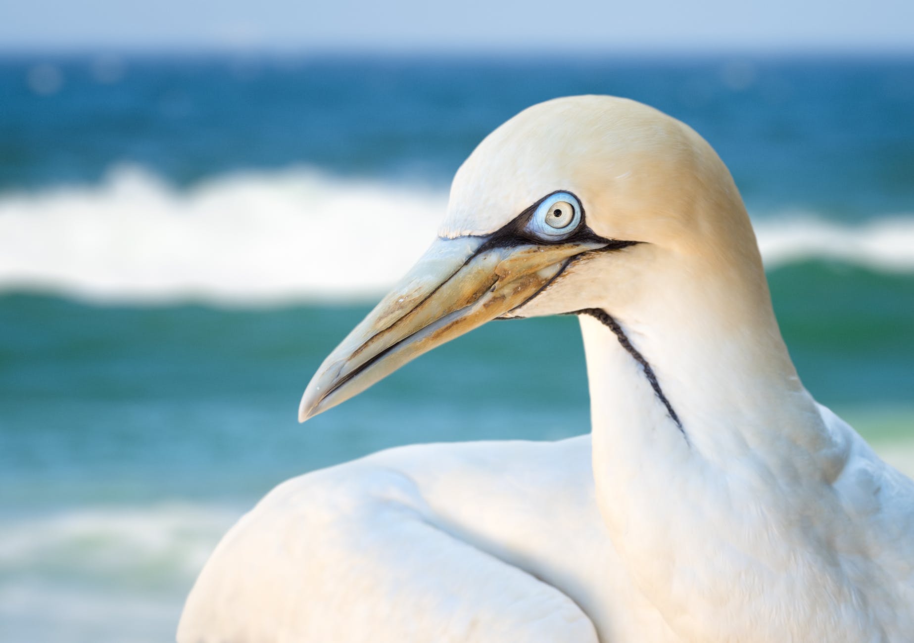 close up photo of albatross bird